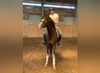 Deutsches Reitpony, Hengst, 4 Jahre, 148 cm, Dunkelfuchs