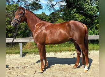 Deutsches Reitpony, Hengst, 4 Jahre, 148 cm, Dunkelfuchs