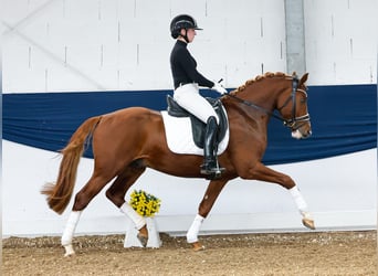 Deutsches Reitpony, Hengst, 4 Jahre, 148 cm, Fuchs