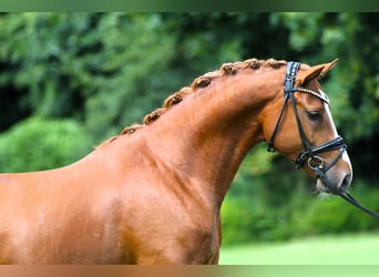 Deutsches Reitpony, Hengst, 4 Jahre, 148 cm, Fuchs