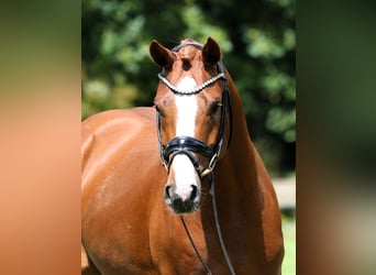 Deutsches Reitpony, Hengst, 4 Jahre, 148 cm, Fuchs