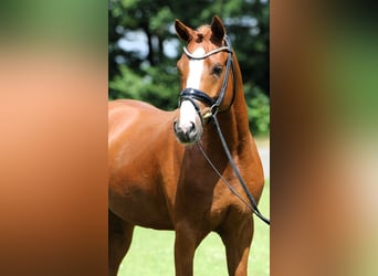 Deutsches Reitpony, Hengst, 4 Jahre, 148 cm, Fuchs