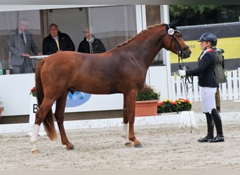 Deutsches Reitpony, Hengst, 4 Jahre, 148 cm, Fuchs