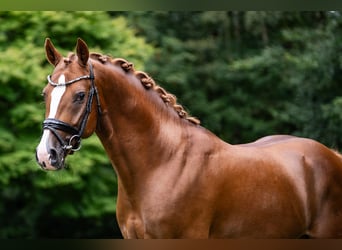 Deutsches Reitpony, Hengst, 4 Jahre, 148 cm, Fuchs