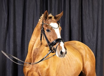 Deutsches Reitpony, Hengst, 4 Jahre, 148 cm, Fuchs