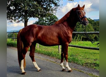 Deutsches Reitpony, Hengst, 4 Jahre, 149 cm, Dunkelfuchs