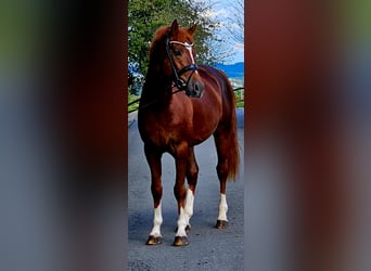 Deutsches Reitpony, Hengst, 4 Jahre, 149 cm, Dunkelfuchs