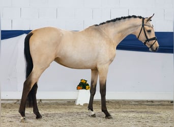 Deutsches Reitpony, Hengst, 4 Jahre, 151 cm, Falbe