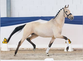 Deutsches Reitpony, Hengst, 4 Jahre, 151 cm, Falbe