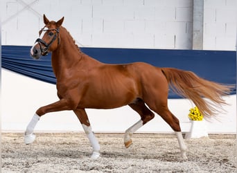 Deutsches Reitpony, Hengst, 4 Jahre, 152 cm, Fuchs