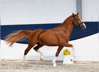 Deutsches Reitpony, Hengst, 4 Jahre, 152 cm, Fuchs