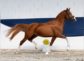 Deutsches Reitpony, Hengst, 4 Jahre, 152 cm, Fuchs