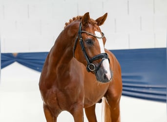 Deutsches Reitpony, Hengst, 4 Jahre, 152 cm, Fuchs