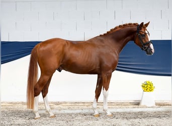 Deutsches Reitpony, Hengst, 4 Jahre, 152 cm, Fuchs