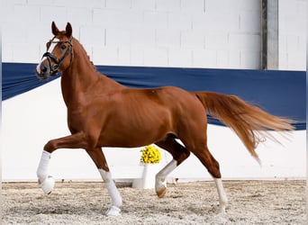 Deutsches Reitpony, Hengst, 4 Jahre, 152 cm, Fuchs