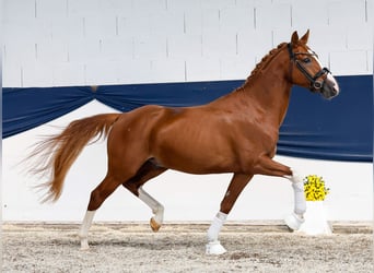 Deutsches Reitpony, Hengst, 4 Jahre, 152 cm, Fuchs