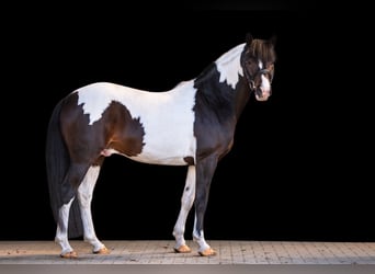 Deutsches Reitpony, Hengst, 4 Jahre, 152 cm, Schecke