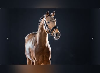 Deutsches Reitpony, Hengst, 4 Jahre, Buckskin