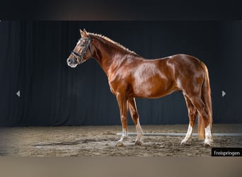 Deutsches Reitpony, Hengst, 4 Jahre, Dunkelfuchs