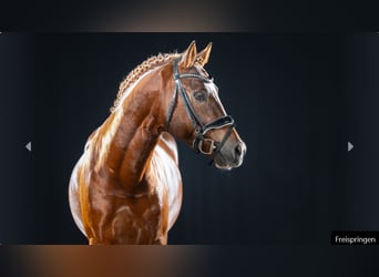 Deutsches Reitpony, Hengst, 4 Jahre, Dunkelfuchs