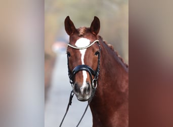 Deutsches Reitpony, Hengst, 4 Jahre, Dunkelfuchs