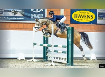 Deutsches Reitpony, Hengst, 4 Jahre, Falbe