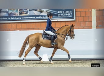 Deutsches Reitpony, Hengst, 4 Jahre, Fuchs