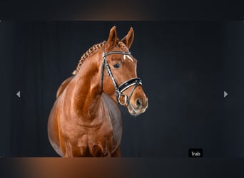 Deutsches Reitpony, Hengst, 4 Jahre, Fuchs