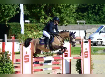 Deutsches Reitpony, Hengst, 5 Jahre, 144 cm, Buckskin
