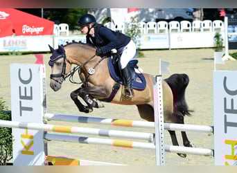 Deutsches Reitpony, Hengst, 5 Jahre, 144 cm, Buckskin
