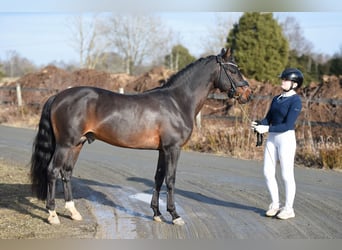 Deutsches Reitpony, Hengst, 5 Jahre, 144 cm, Dunkelbrauner