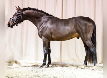 Deutsches Reitpony, Hengst, 5 Jahre, 144 cm, Dunkelbrauner