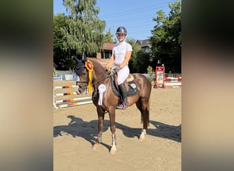 Deutsches Reitpony, Hengst, 5 Jahre, 145 cm, Dunkelfuchs