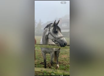 Deutsches Reitpony, Hengst, 5 Jahre, 146 cm, Apfelschimmel