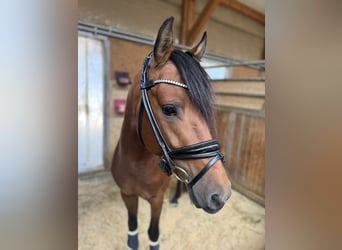 Deutsches Reitpony, Hengst, 5 Jahre, 146 cm, Brauner