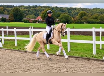 Deutsches Reitpony, Hengst, 5 Jahre, 146 cm, Palomino