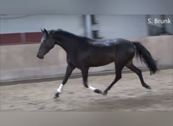 Deutsches Reitpony, Hengst, 5 Jahre, 146 cm, Rappe