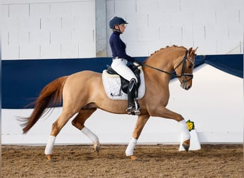 Deutsches Reitpony, Hengst, 5 Jahre, 147 cm, Falbe