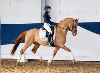 Deutsches Reitpony, Hengst, 5 Jahre, 147 cm, Falbe