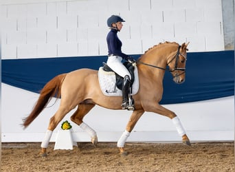 Deutsches Reitpony, Hengst, 5 Jahre, 147 cm, Falbe