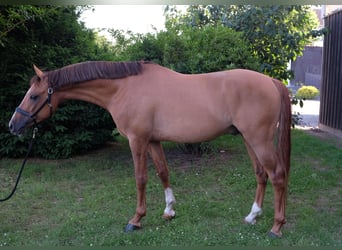 Deutsches Reitpony, Hengst, 5 Jahre, 147 cm, Falbe