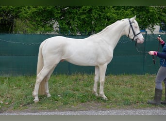 Deutsches Reitpony, Hengst, 5 Jahre, 148 cm, Cremello