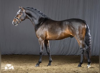 Deutsches Reitpony, Hengst, 5 Jahre, 148 cm, Dunkelbrauner