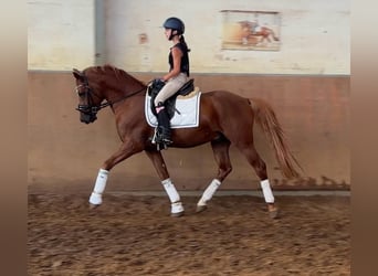 Deutsches Reitpony, Hengst, 5 Jahre, 148 cm, Fuchs