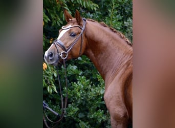 Deutsches Reitpony, Hengst, 5 Jahre, 148 cm, Fuchs