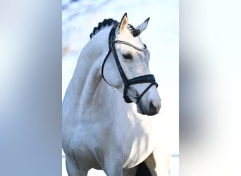 Deutsches Reitpony, Hengst, 5 Jahre, 149 cm, Buckskin