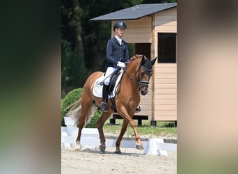 Deutsches Reitpony, Hengst, 5 Jahre, 150 cm, Falbe