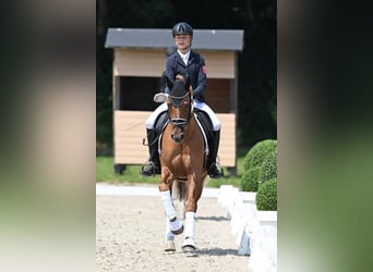 Deutsches Reitpony, Hengst, 5 Jahre, 150 cm, Falbe