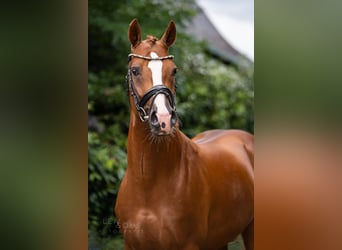 Deutsches Reitpony, Hengst, 5 Jahre, 150 cm, Fuchs