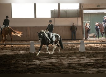 Deutsches Reitpony, Hengst, 5 Jahre, 152 cm, Schecke